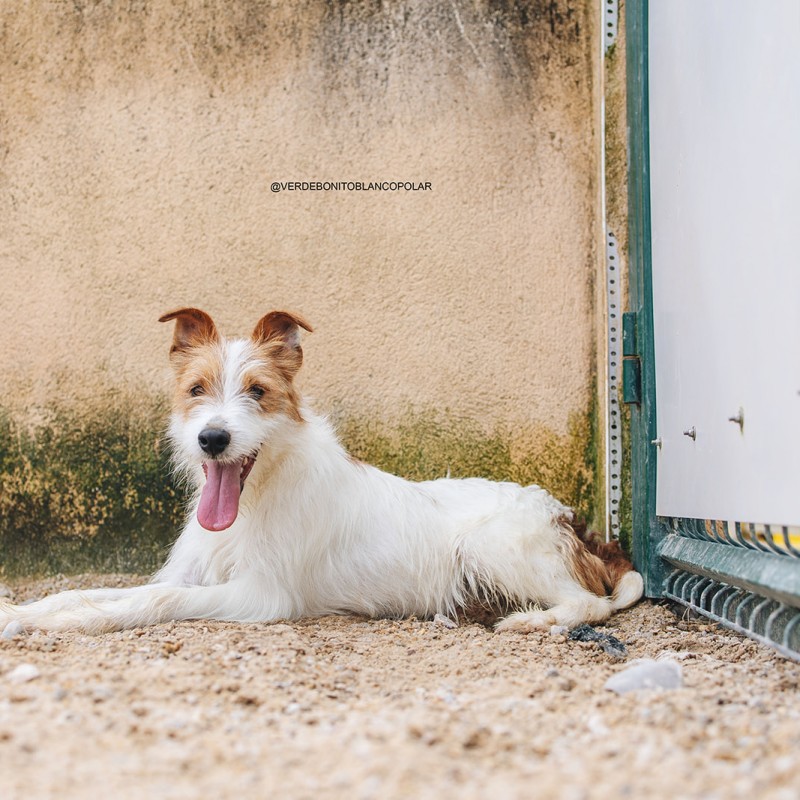 Fotos Harpo