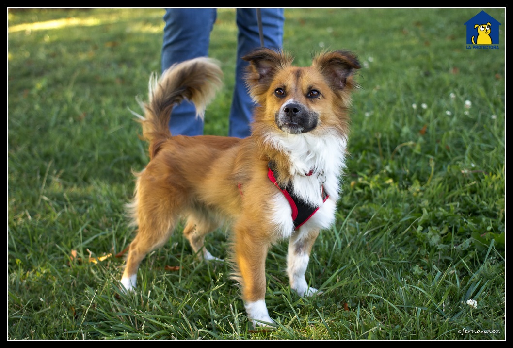 Toby - Fundación Protectora de Animales del Principado de Asturias