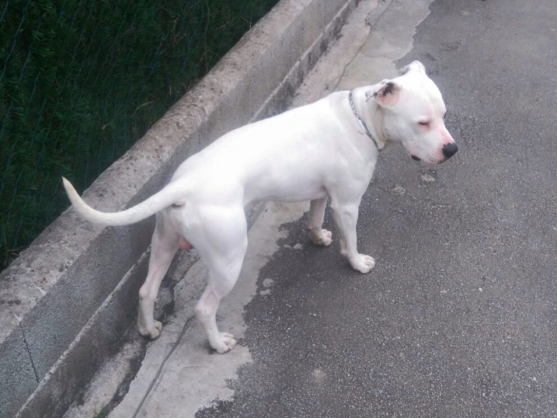 Foto White Duke