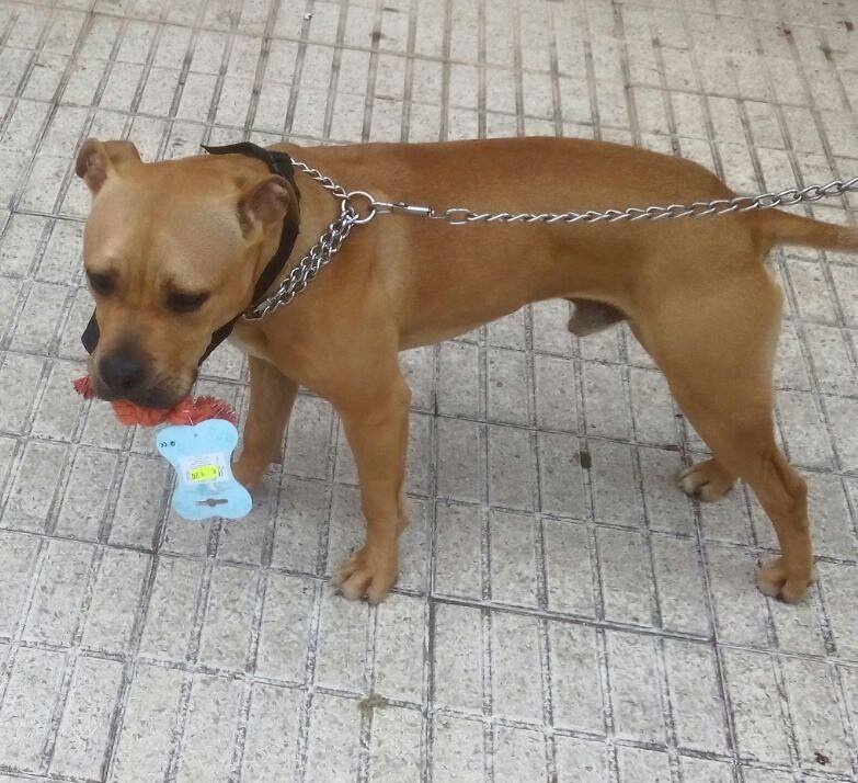 Foto Pimentón