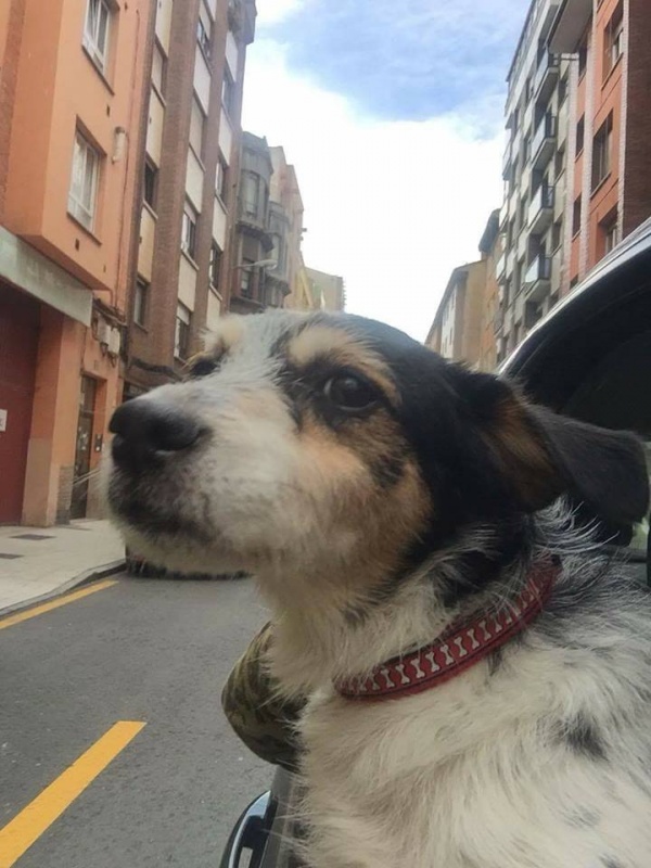 Foto Pesto