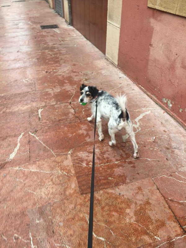 Foto Pesto
