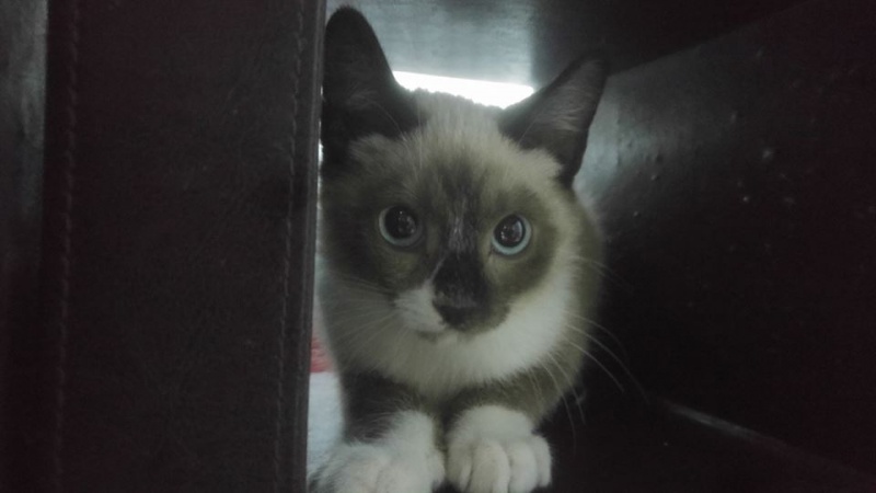 Foto Señor Tocinillo