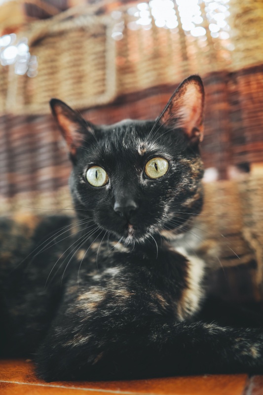 Foto Grosella
