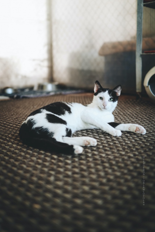 Foto Pomelo