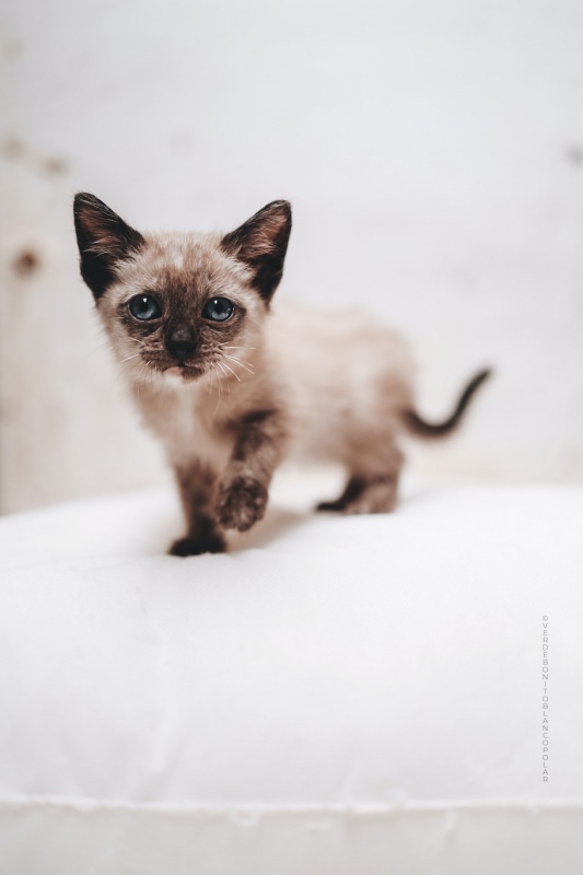 Foto Avellana