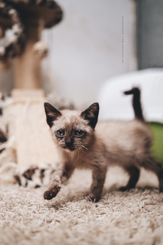Foto Avellana