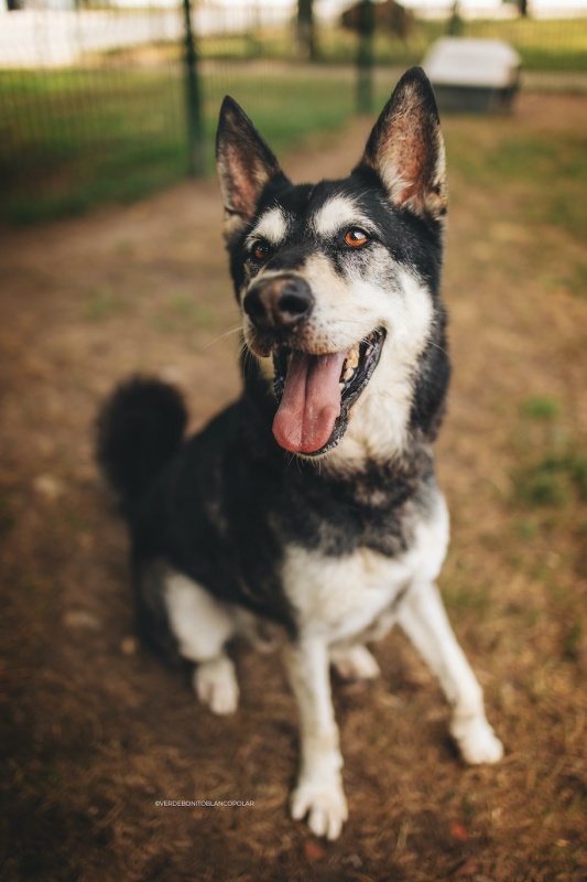 Foto Canario