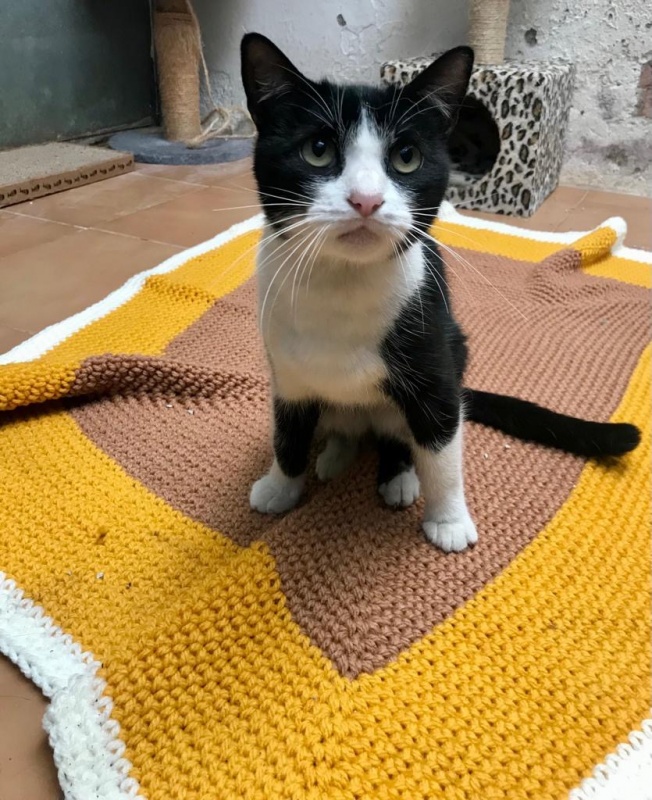 Foto Oreo