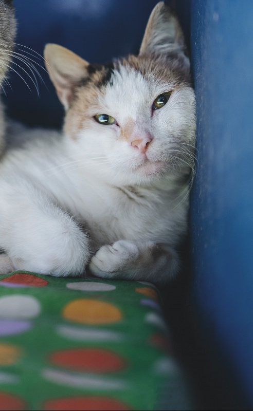 Foto Elle