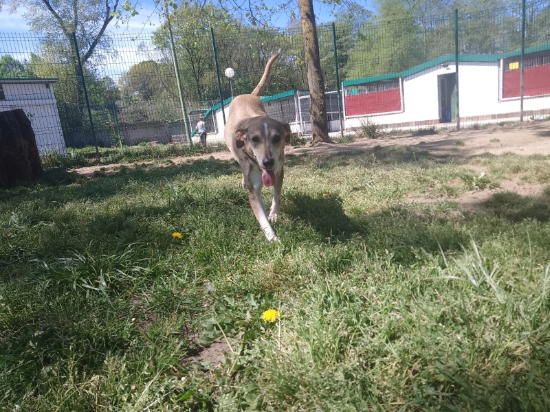 Foto LAIKA 