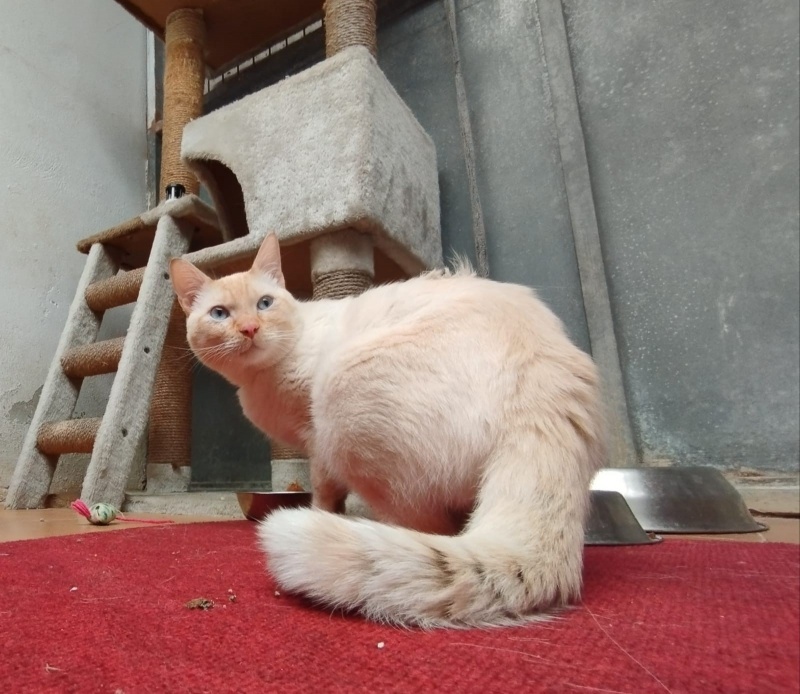 Foto BULLET