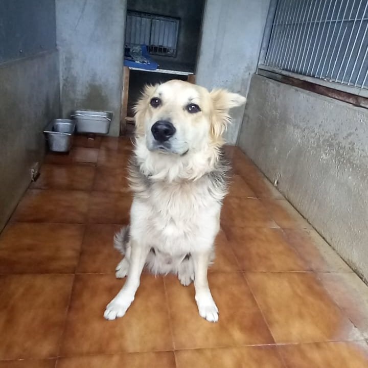 Foto Ares 