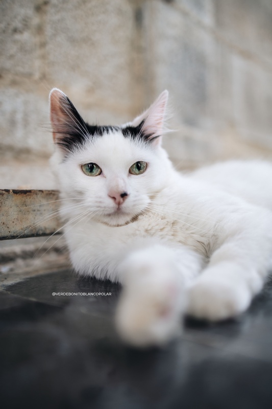 Foto SOFIA