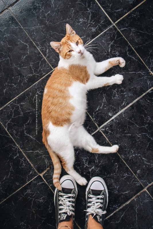 Foto TREVOR