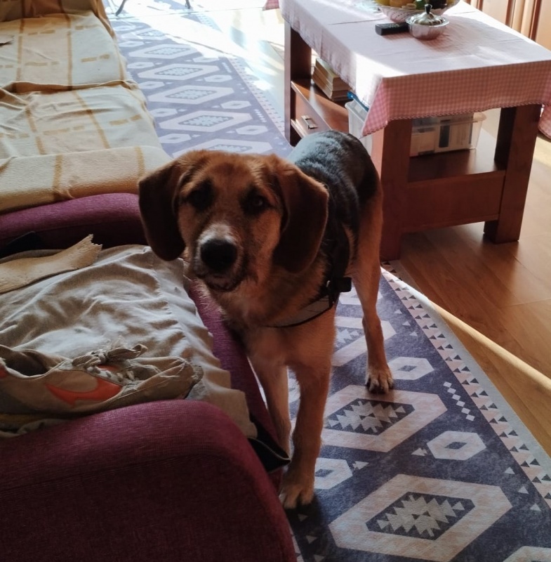 Foto Rocky
