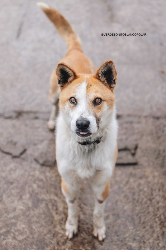 Foto HACHIKO