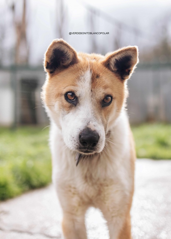 Foto HACHIKO