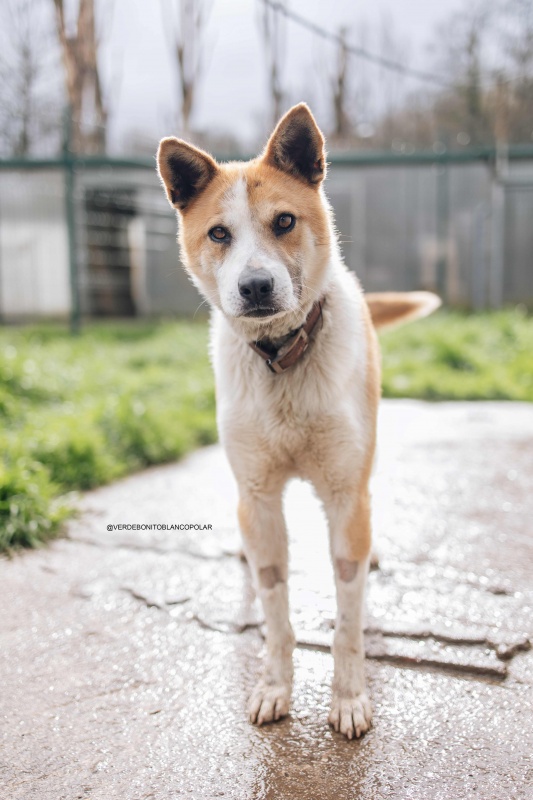 Foto HACHIKO