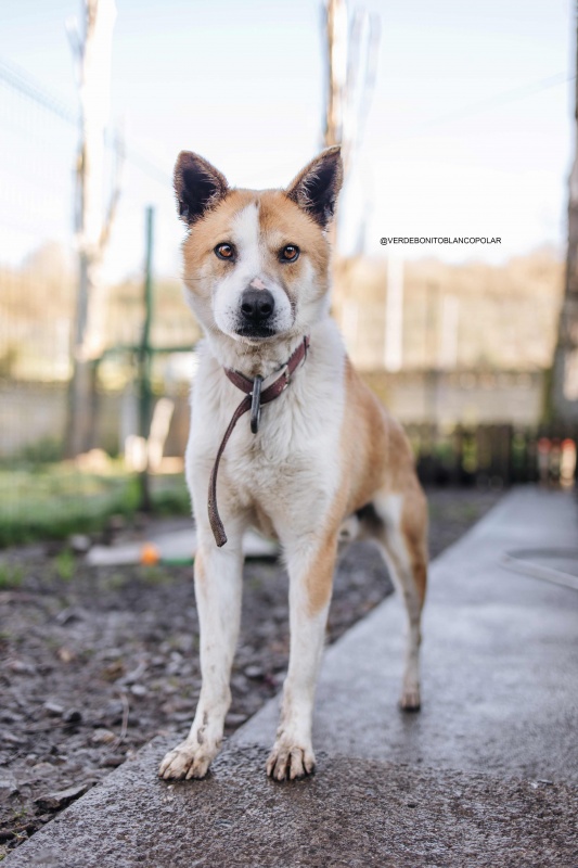 Foto HACHIKO