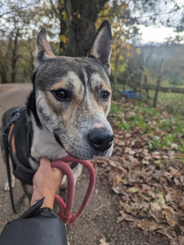 Foto Zeus Husky