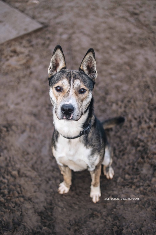Foto Zeus Husky