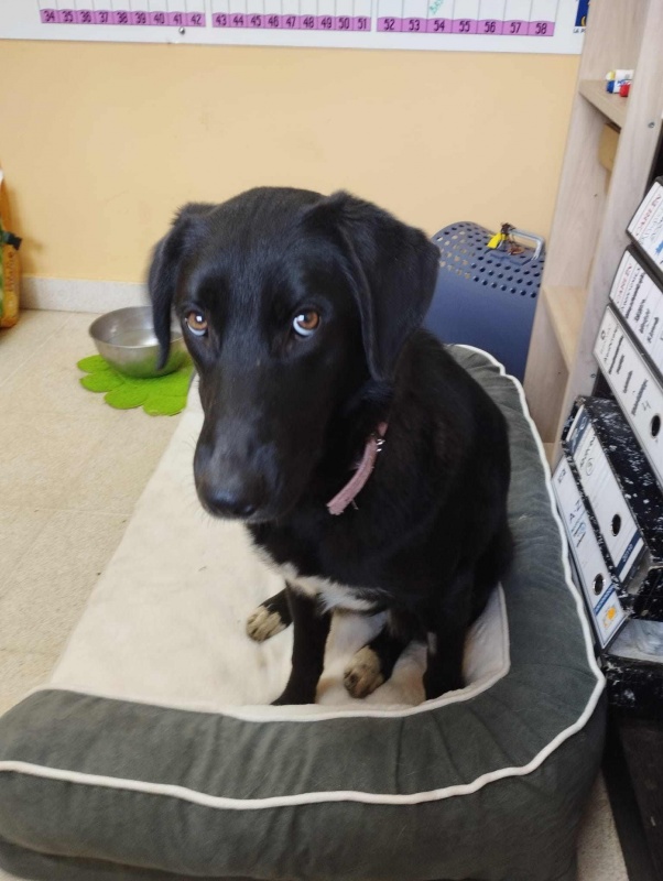 Foto Nala 