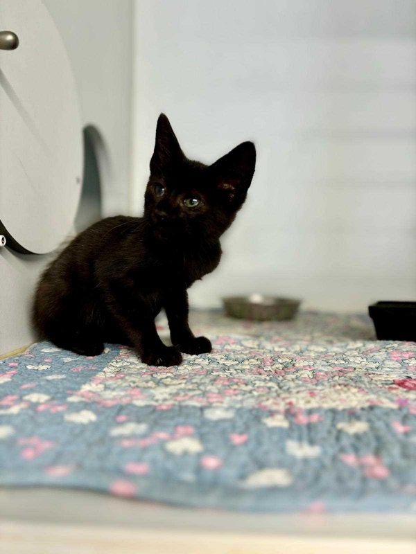Foto Garfio 