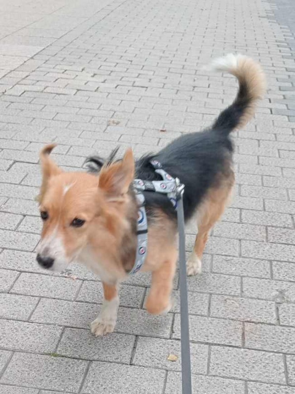 Foto Yako