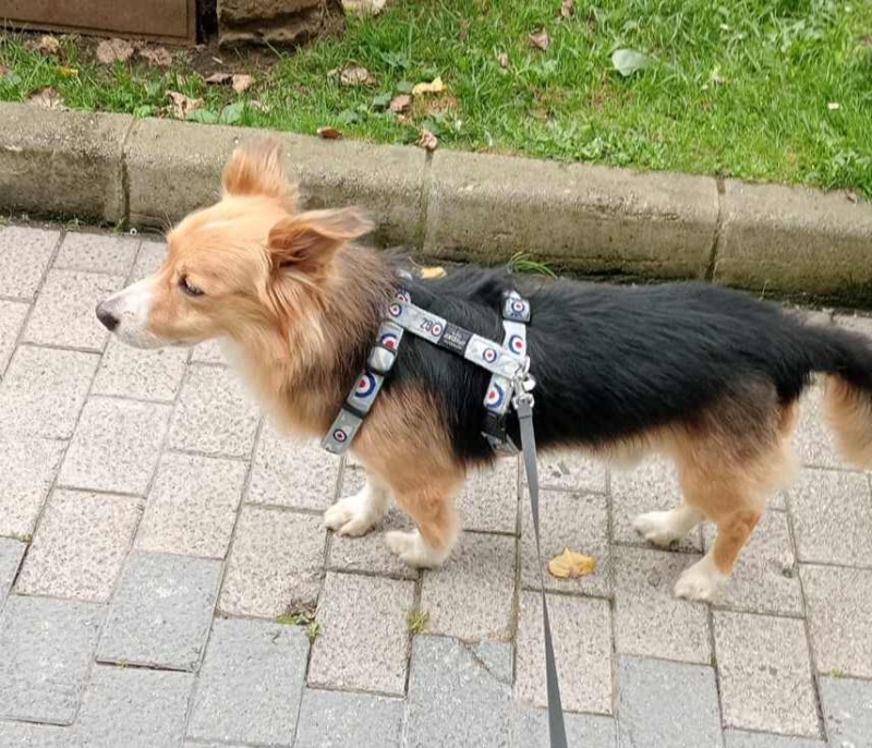 Foto Yako