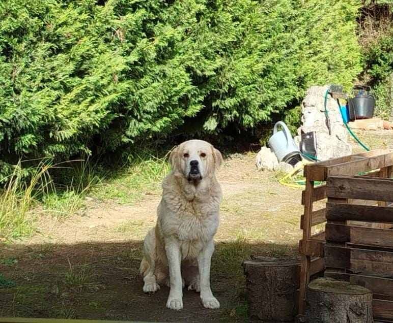 Foto Oso 