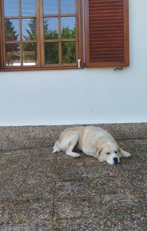 Foto Oso 