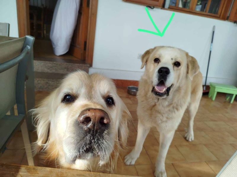 Foto Oso 