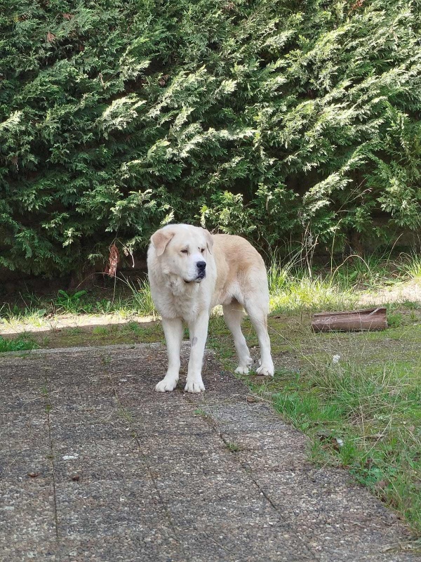 Foto Oso 