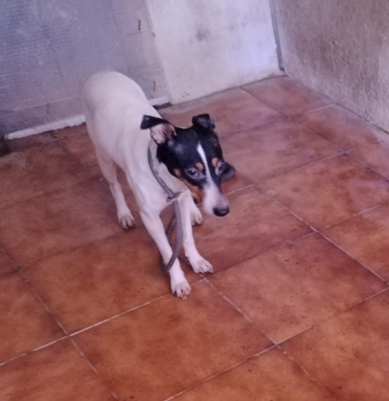 Foto Sira