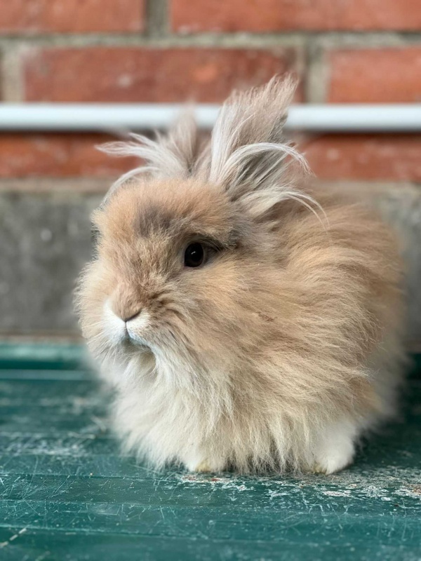 Foto Canela