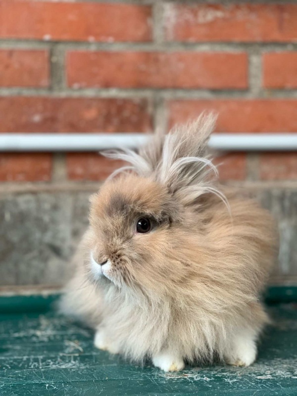 Foto Canela