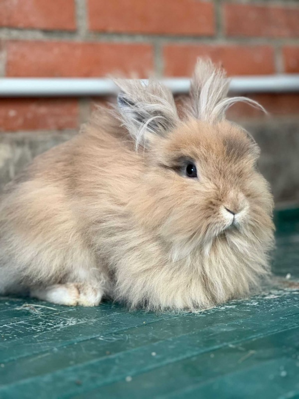 Foto Canela