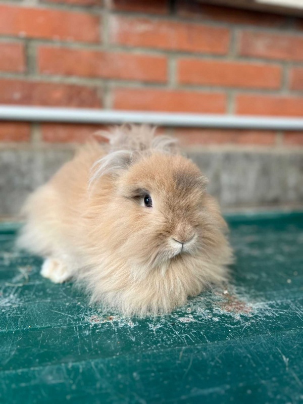 Foto Canela