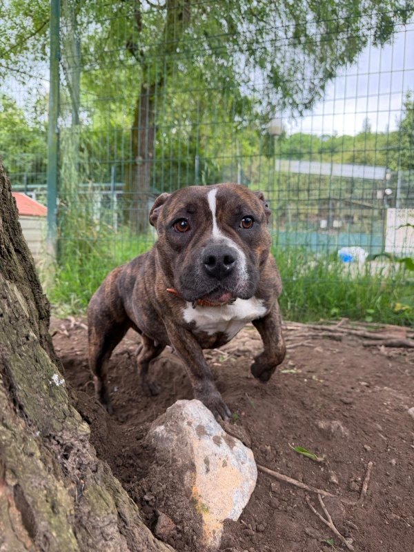 Foto Bimba