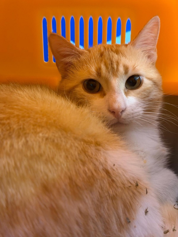 Foto Nano
