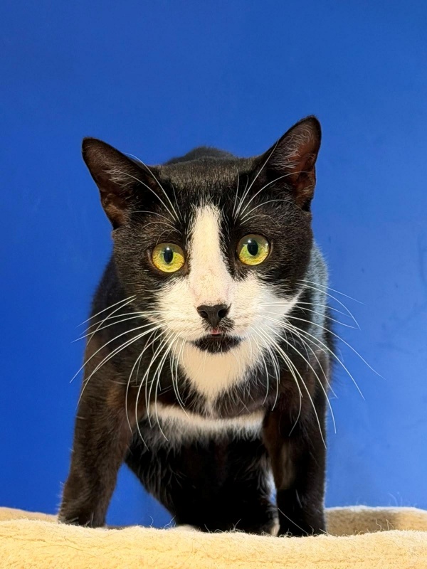 Foto Tuxe