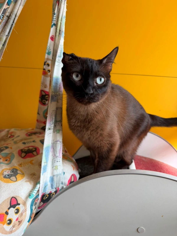 Foto Aria