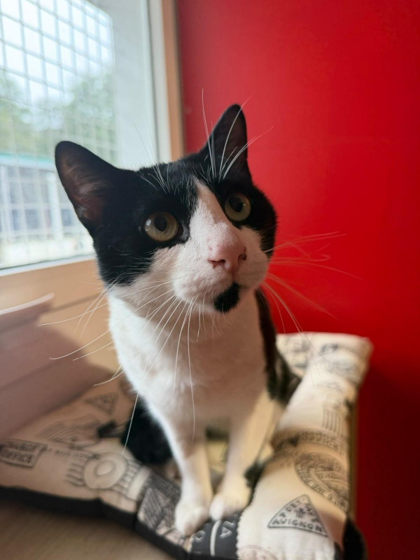 Foto Felix