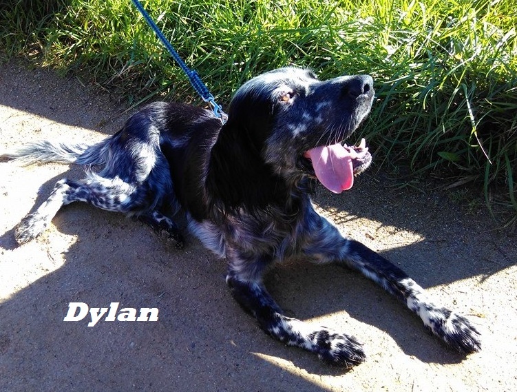 Foto Dylan
