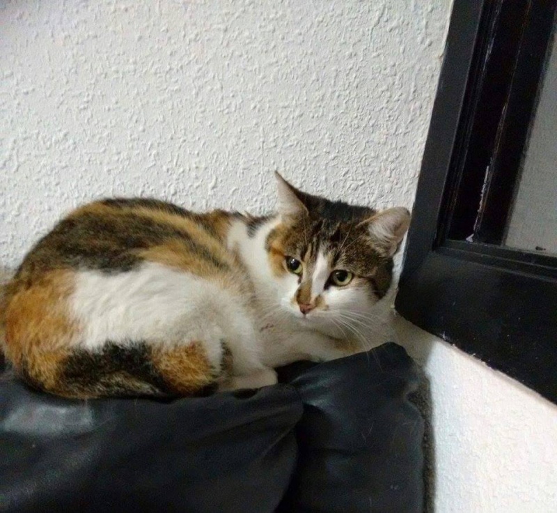 Foto Artemisa