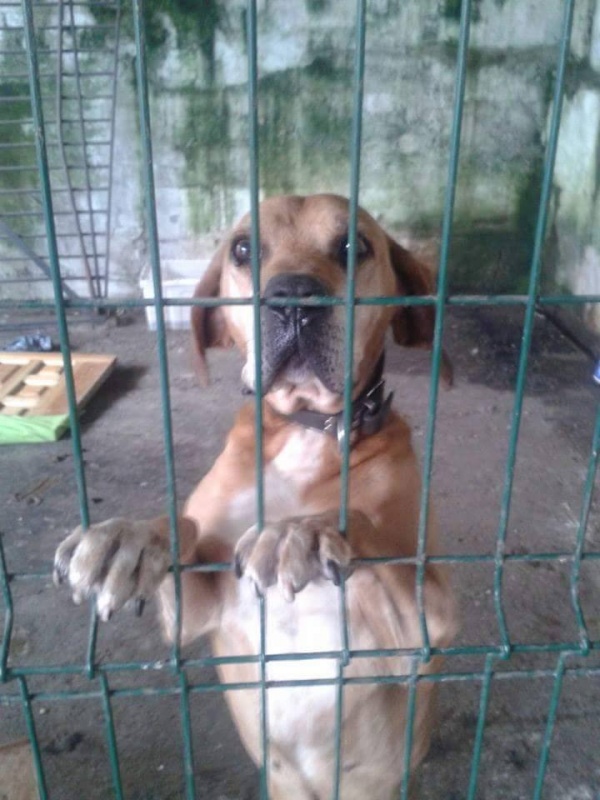 Foto Trapo