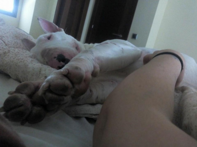 Foto Snoopy