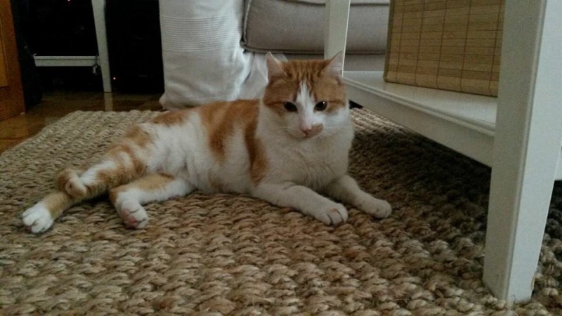 Foto Lennon