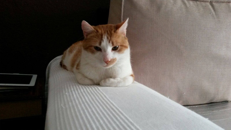 Foto Lennon